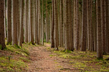 Forest nature migratory path