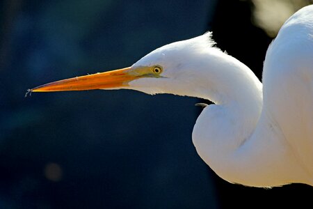 Large heron wetlands photo