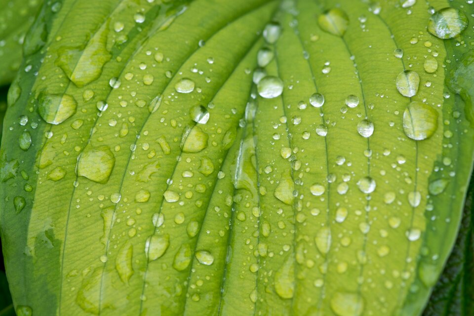 Leaf structure drop of water raindrop
