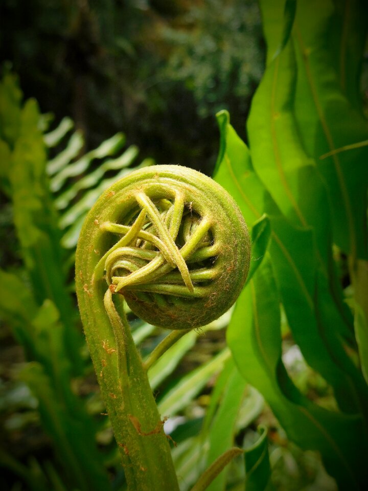 Plant green natural