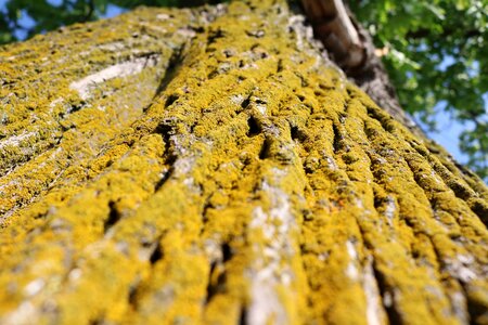 Nature closeup trunk