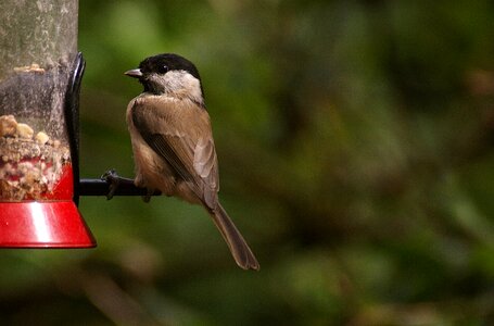Nature feed bird seed