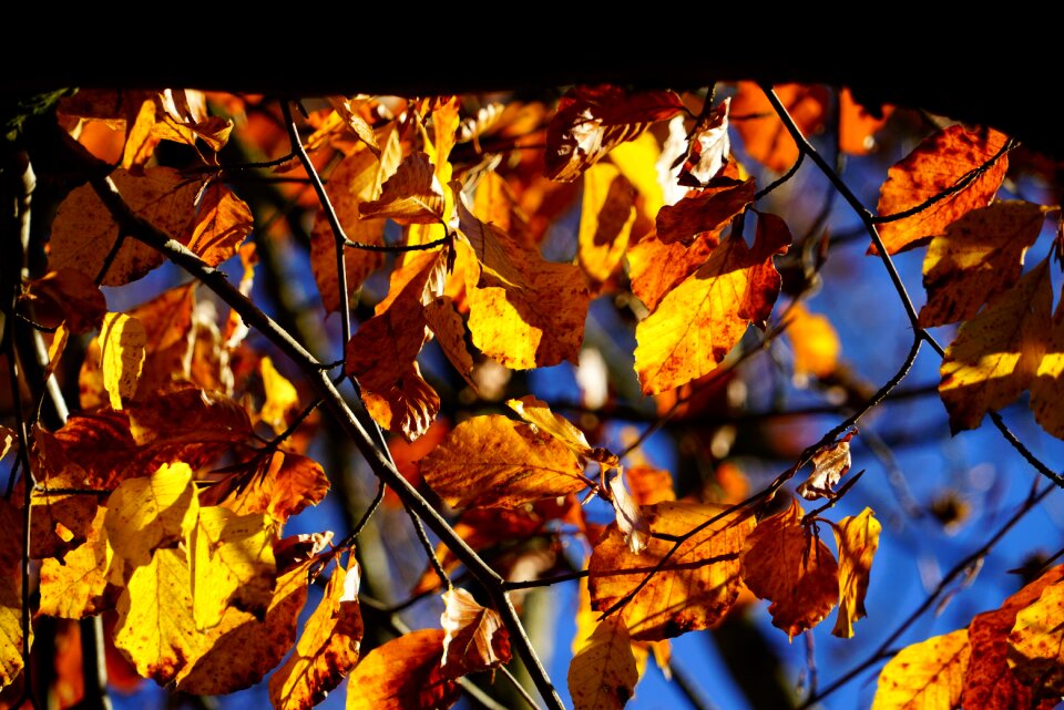 Fall foliage leaves fall color