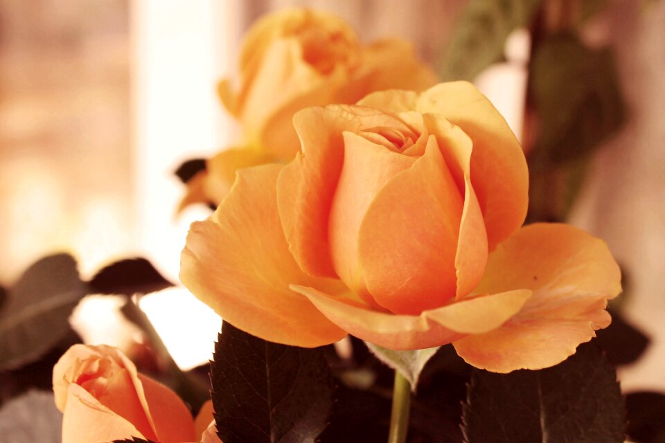 Flowers roses retro