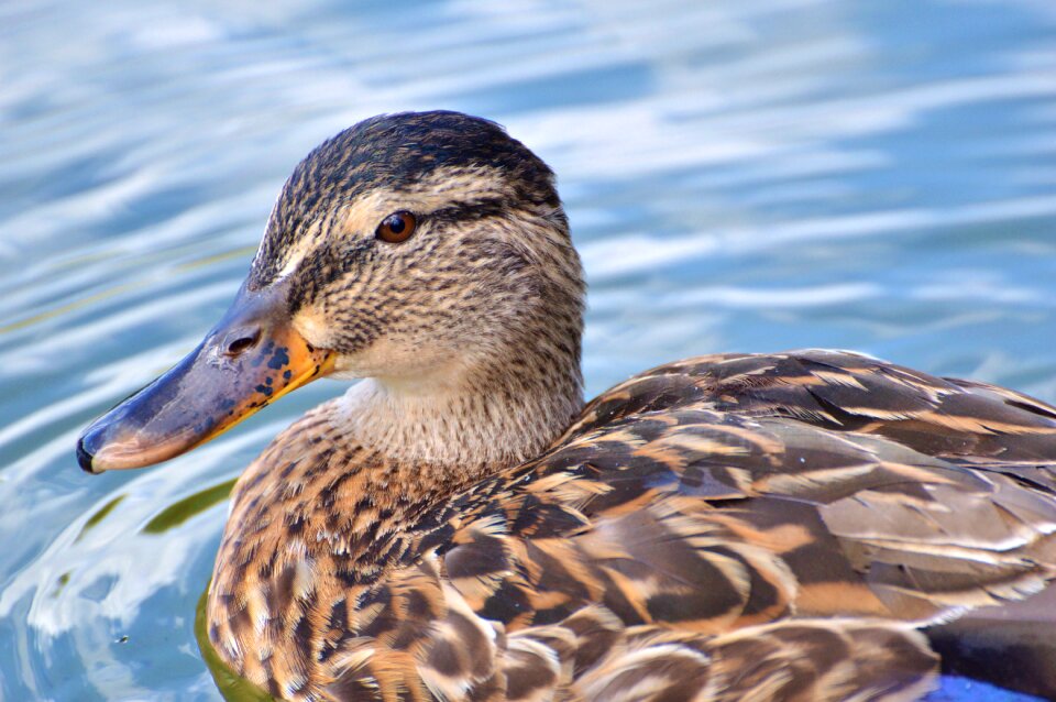 Bird poultry animal photo