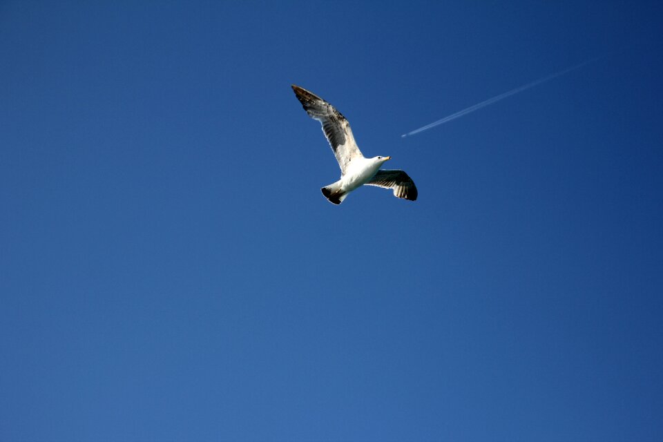 Flying blue wallpaper