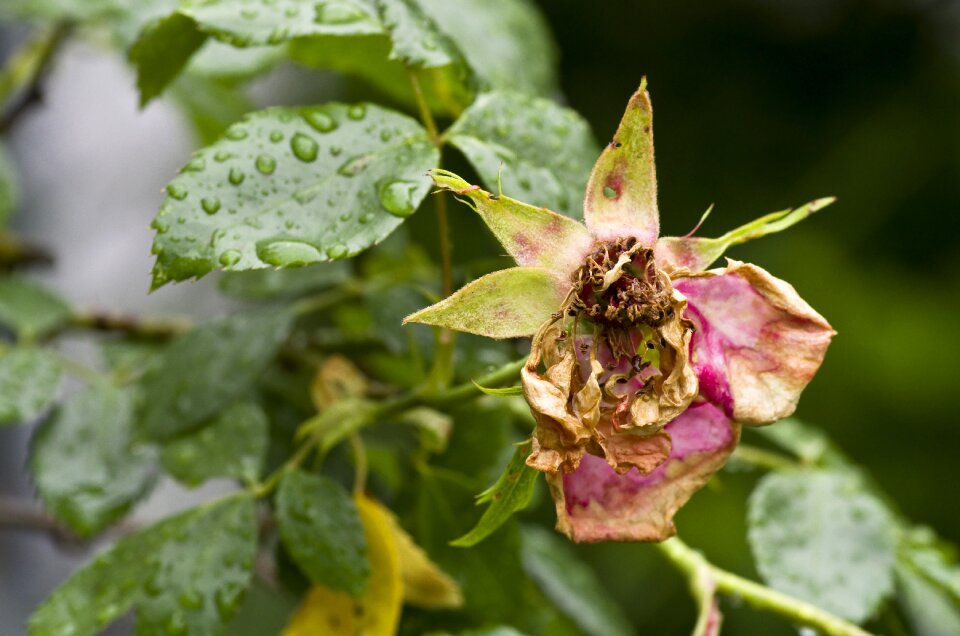 Pink rose flower withered