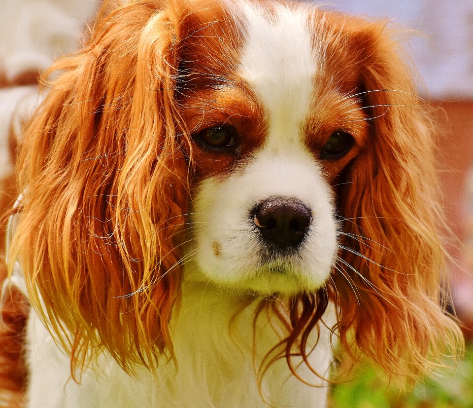 Pet animal fur