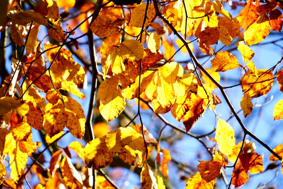 Leaves autumn fall foliage