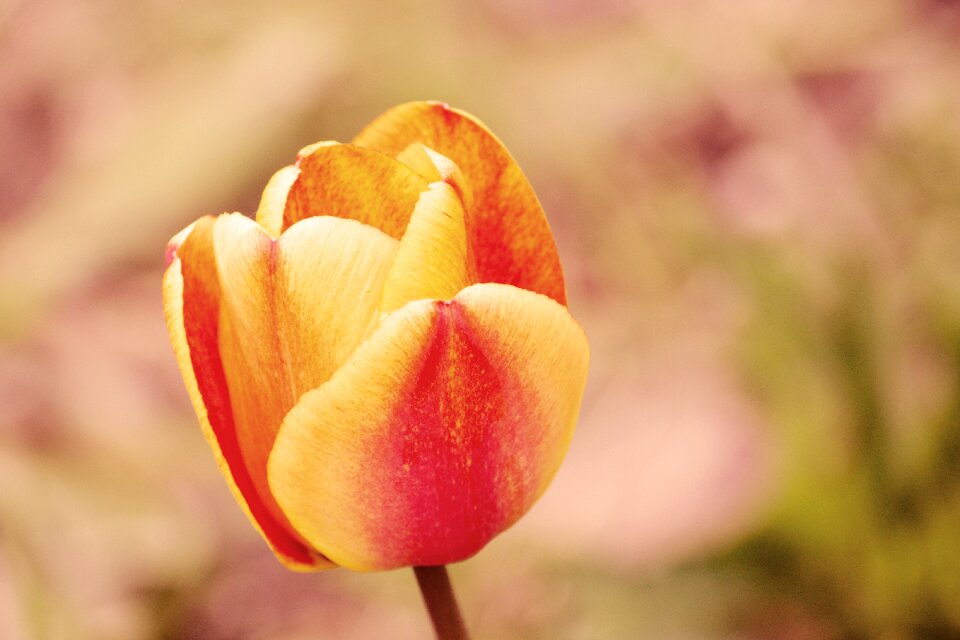 Flowers tulip retro