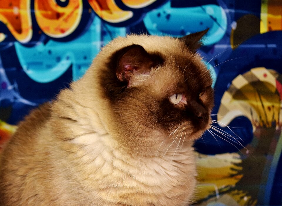 Mieze domestic cat fur