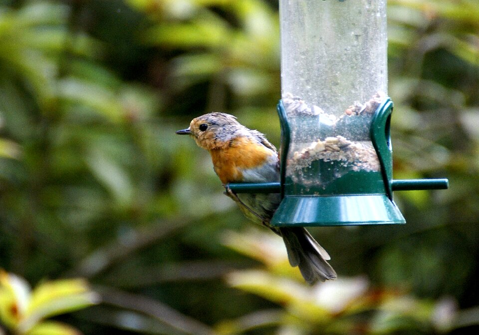 Peck foraging rotbrüstchen