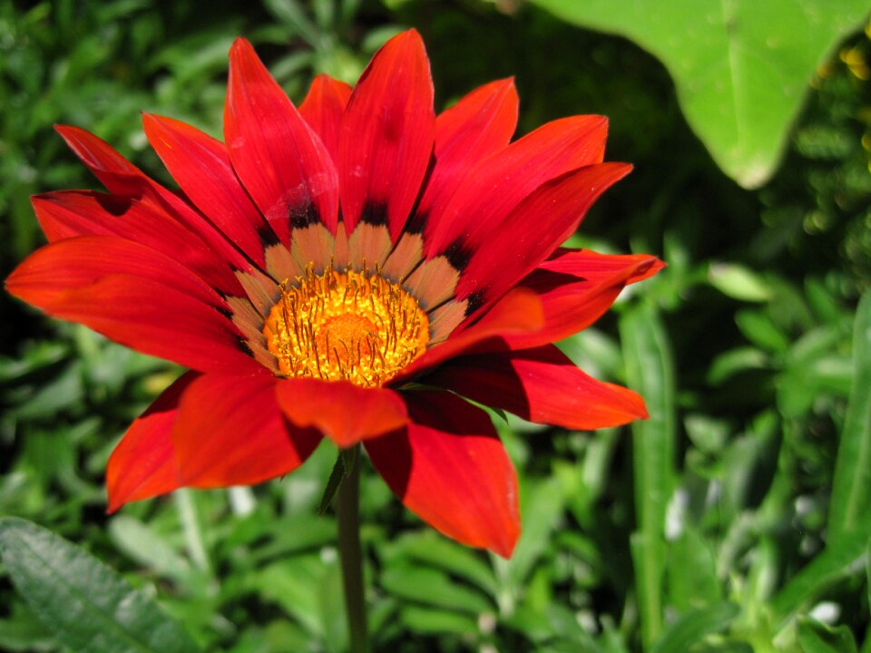 Garden blossom nature