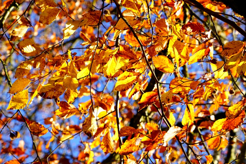 Beech fall color herbstimpression
