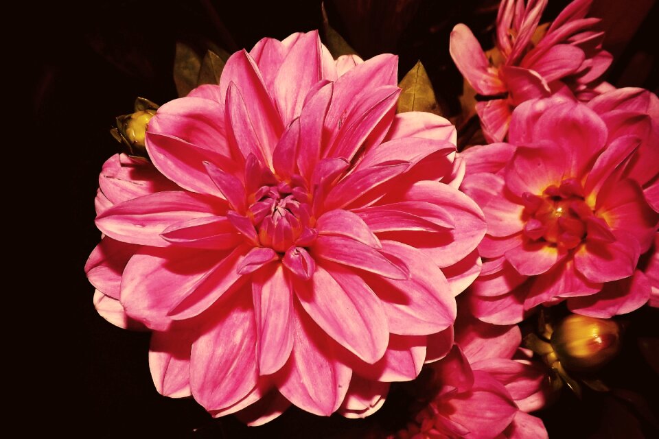 Flowers dahlias retro