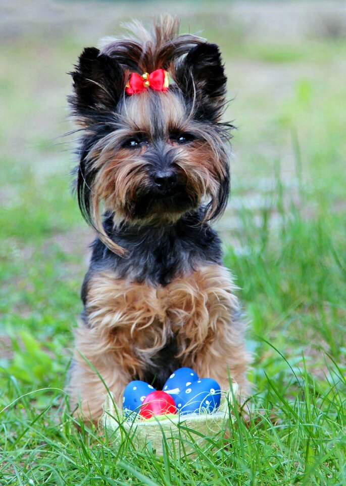 Easter dog sitting