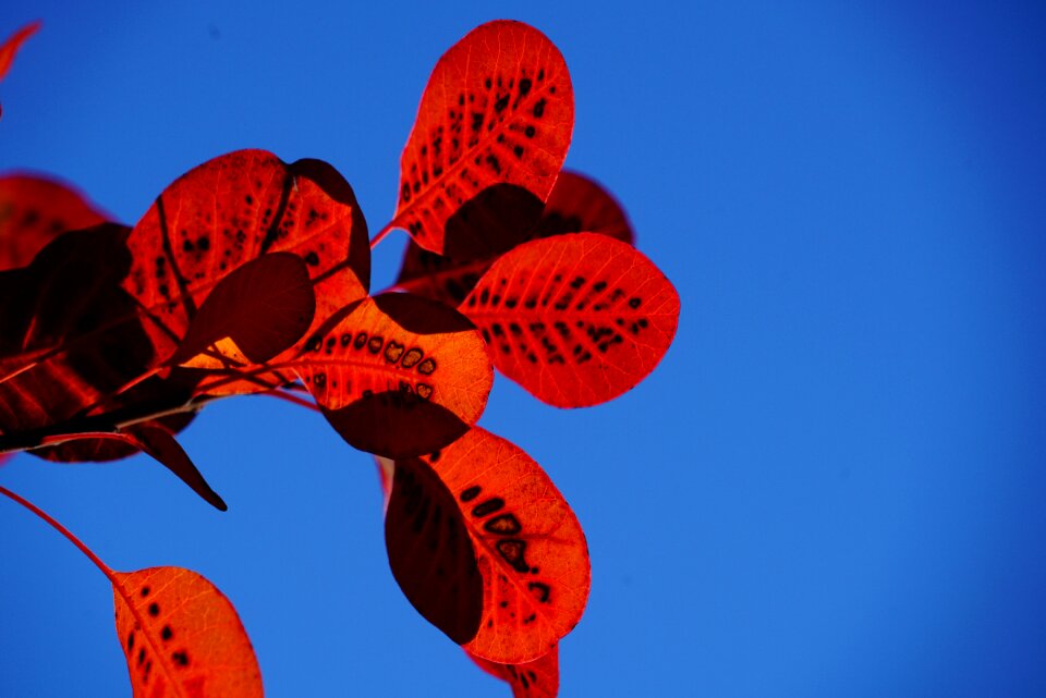 Pattern wig brush cotinus