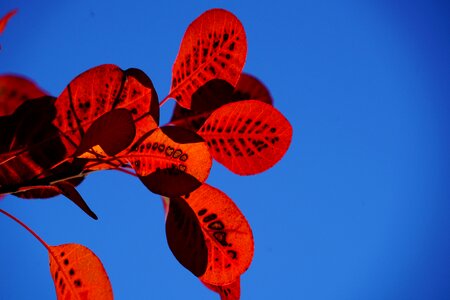 Pattern wig brush cotinus
