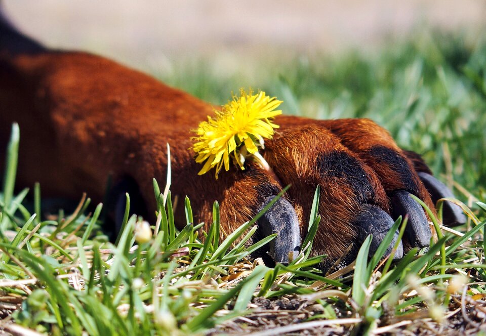 Paw claws flower