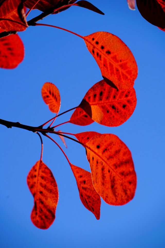 Red pattern cotinus