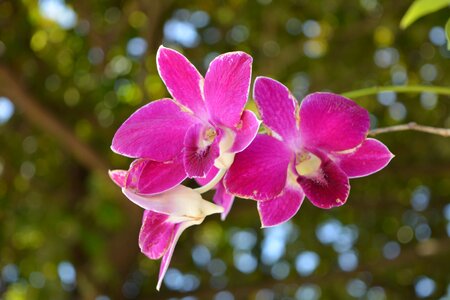 Flowers thai orchid flowers profusion pink photo