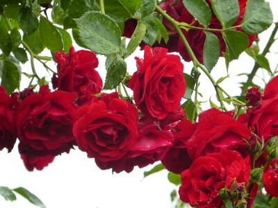 Flower rose entwine