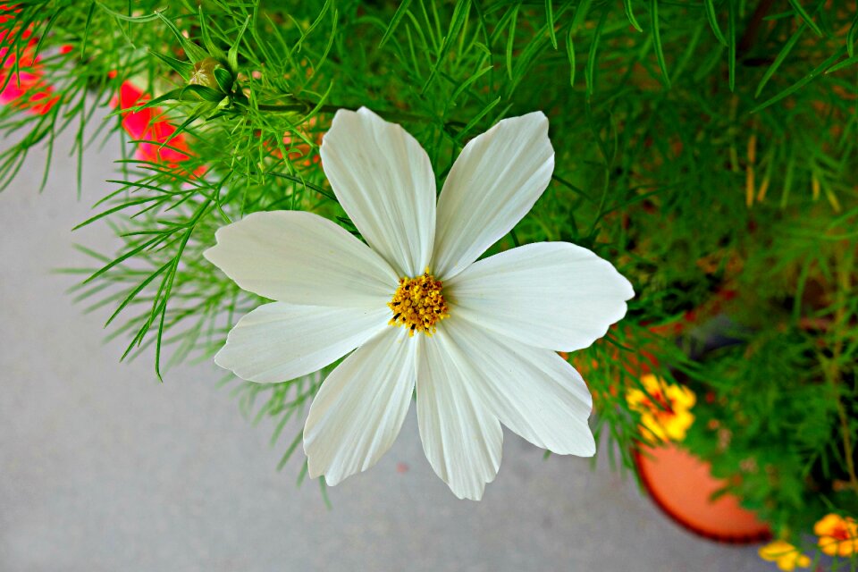 Asteraceae garden petal