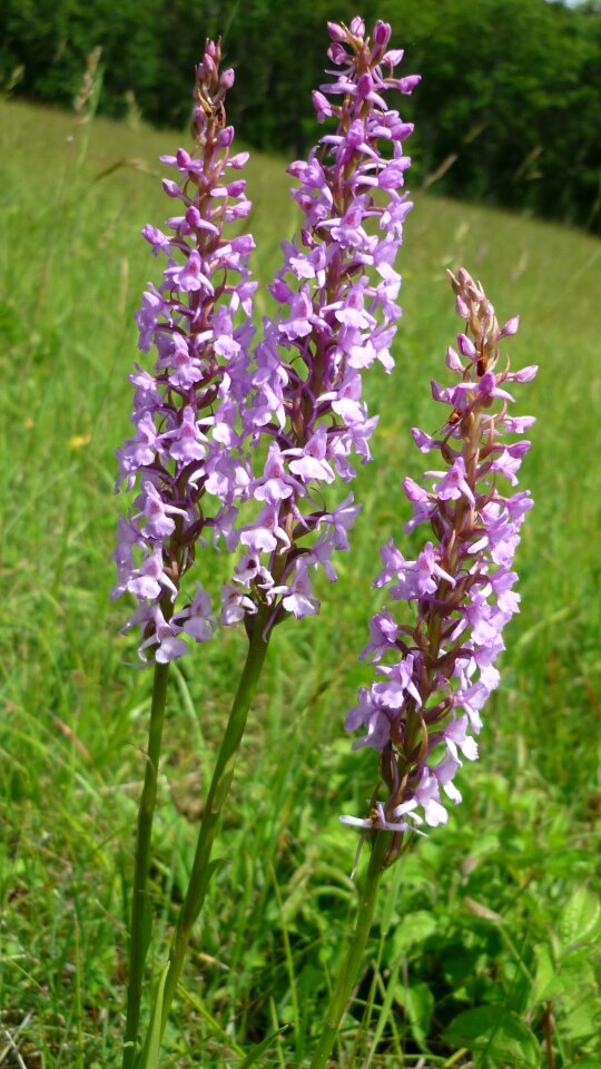 Attractive group mountain meadows protected