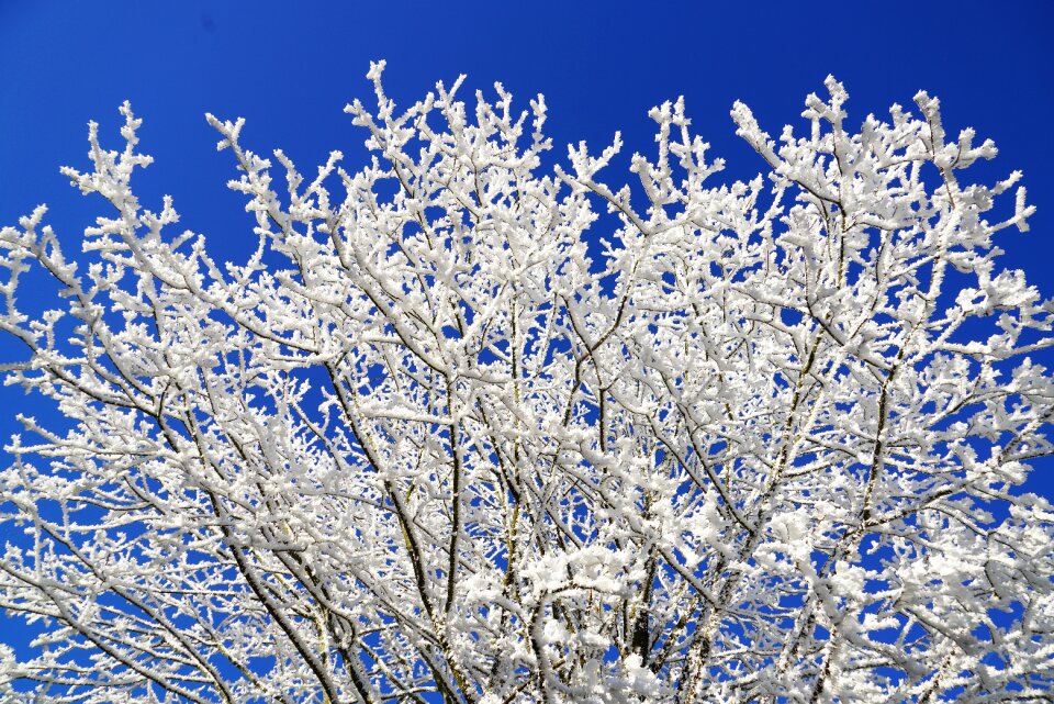 Aesthetic branches winter
