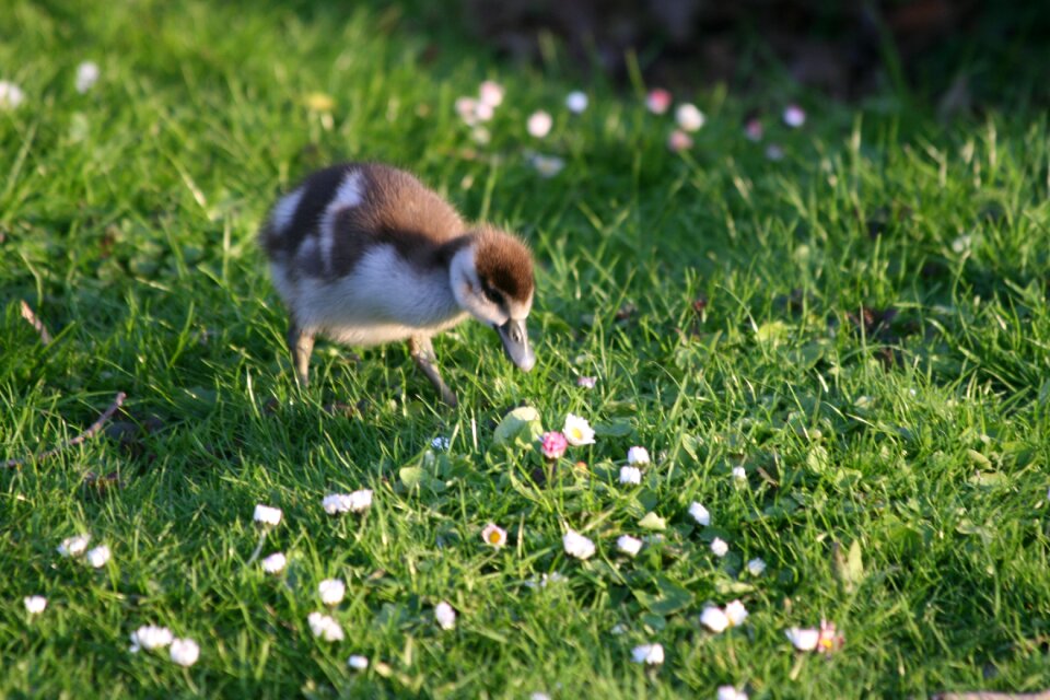 Spring green grass