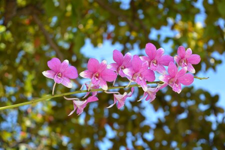 Flowers thai orchid flowers profusion pink photo