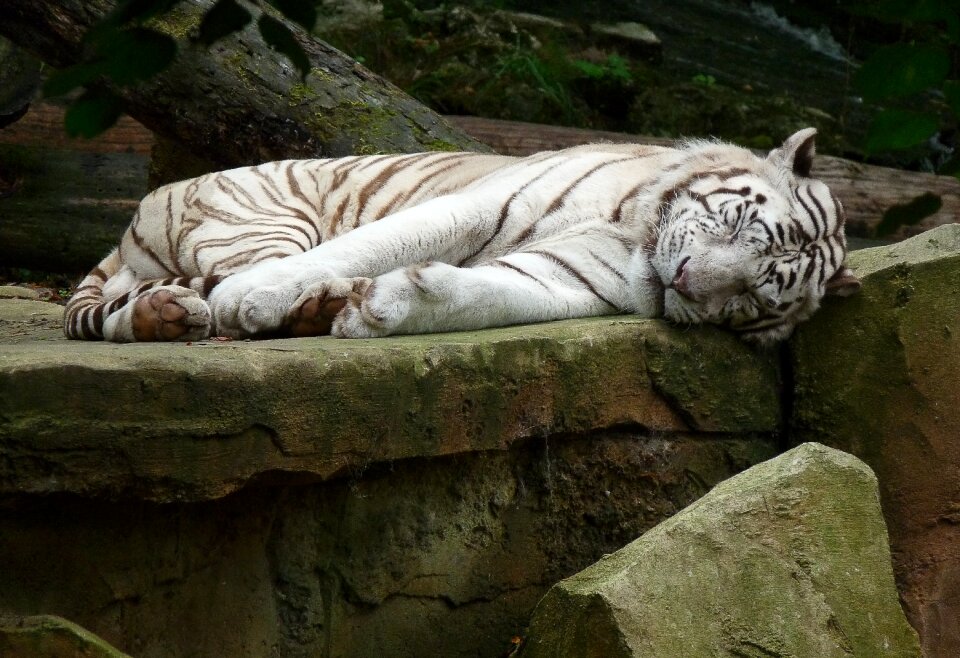 White tiger feline wild animal