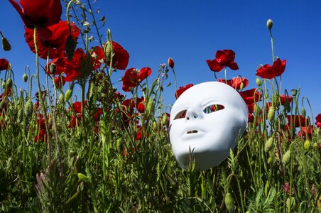 Red nature poppy flower