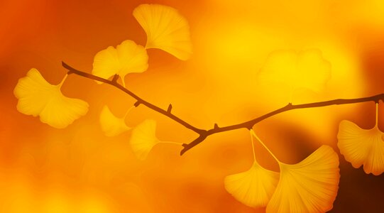 Ginkgo leaves branch plant