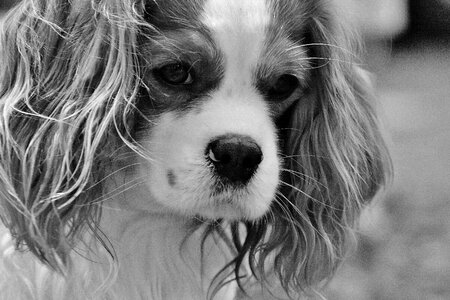 Pet animal fur