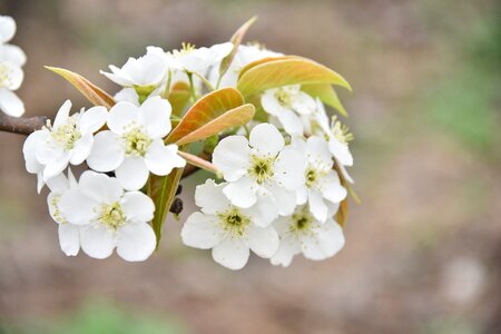White flowers flora spring