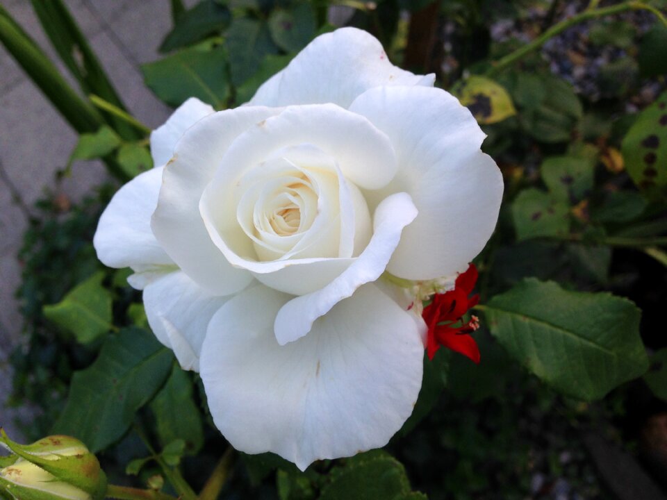 White rose rose rose in garden