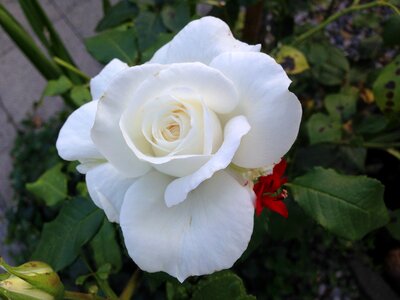 White rose rose rose in garden
