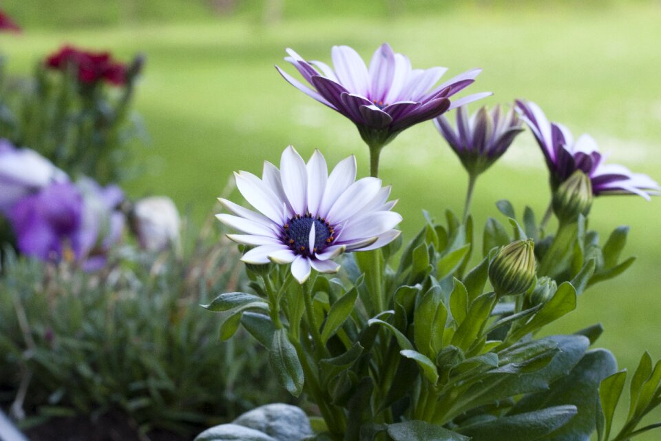 Closeup purple flower green
