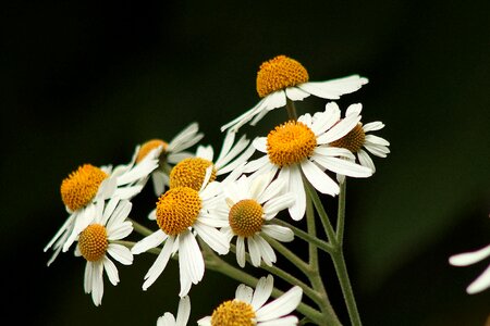 Daisy daisies floral photo