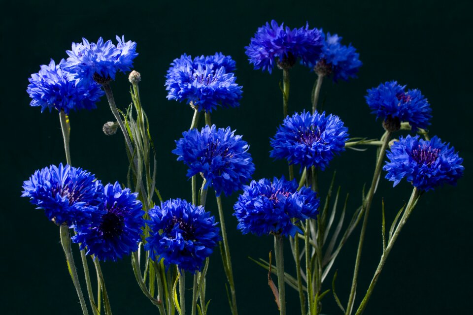 Blossom bloom blue photo