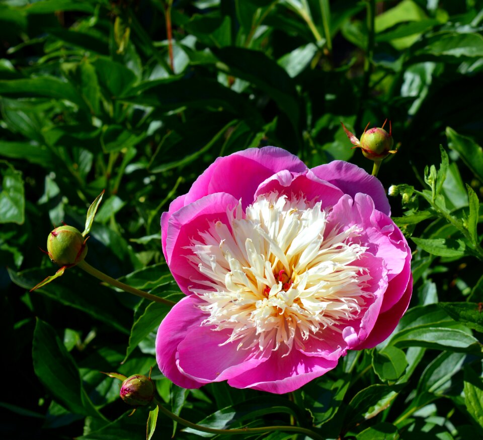 Decorative paeonia blossom