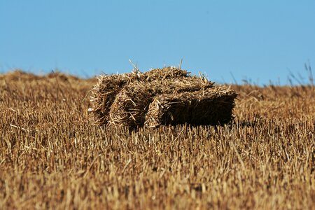 Field agriculture sky