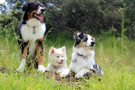 Outside park puppy