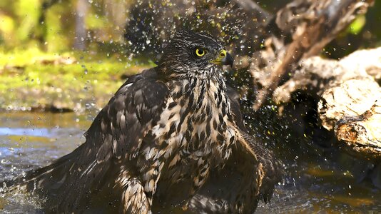 Birds astor bathing