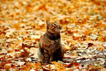 Outdoor cat young cat cat looking