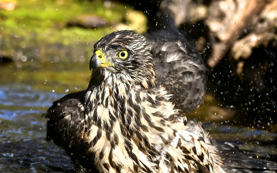 Birds astor bathing