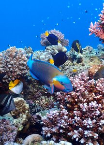 Underwater sea coral