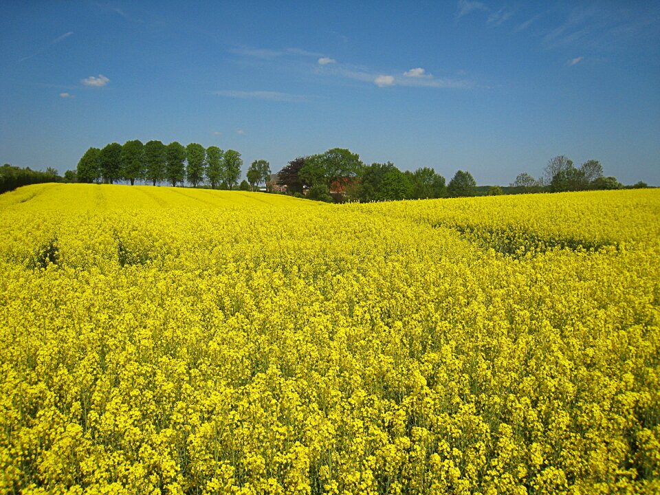 Horizon germany nature