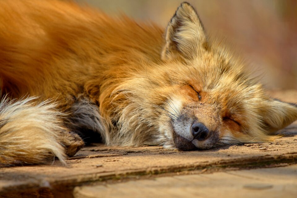 Zao fox village animal her sleeping face